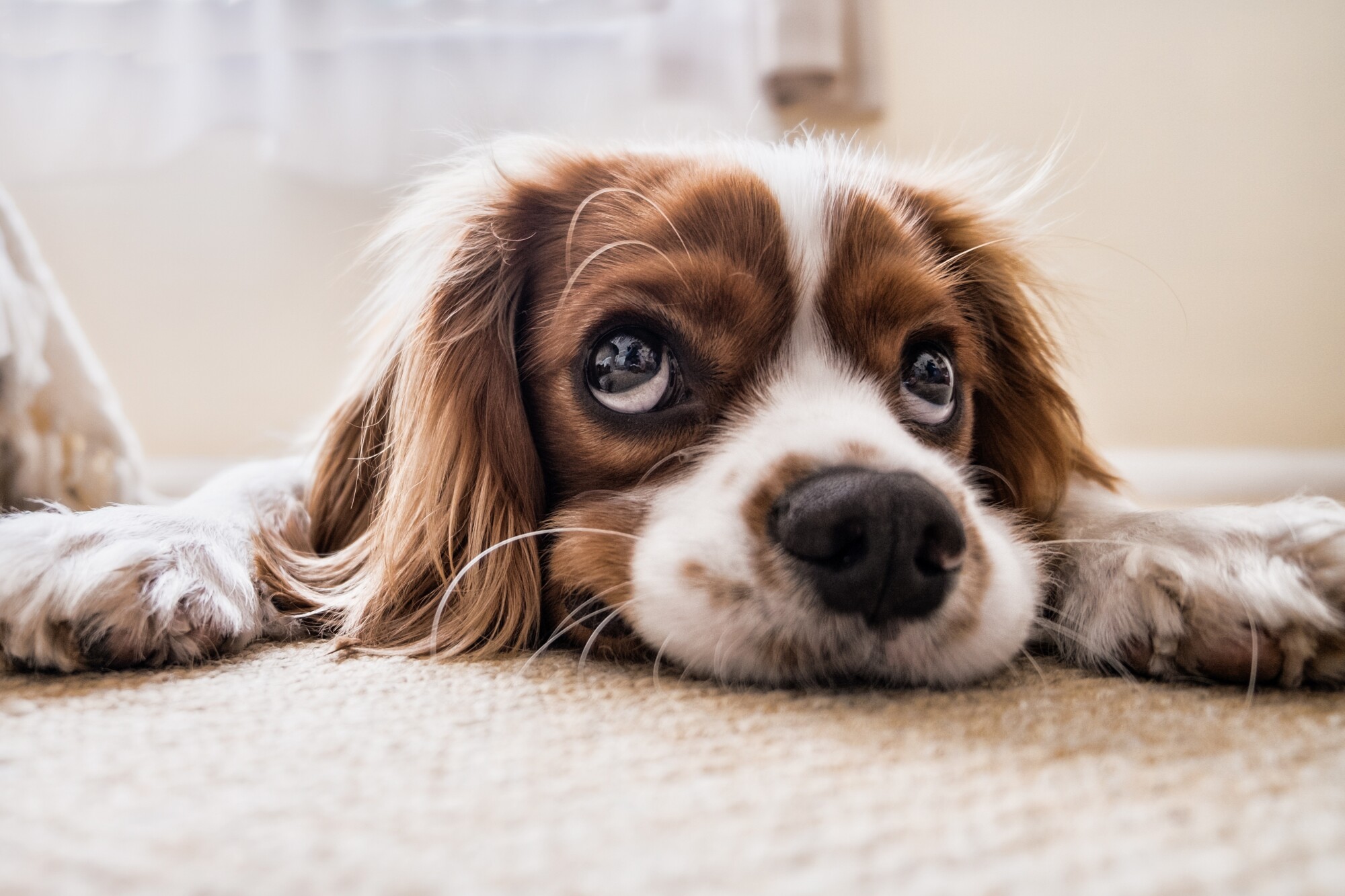 Should You Allow Pets in a Rental Property?